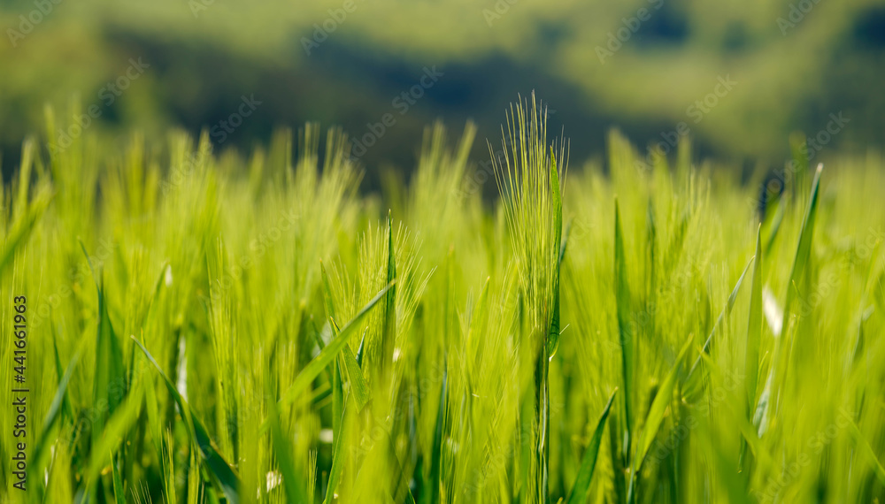 Wheats are shining under sun in nature at day time