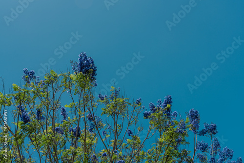 Jacaranda mimosifolia. violet-colored flowers. jacaranda, blue jacaranda, black poui, or fern tree. Green World Coffee Farm，Honolulu, Oahu, Haswaii photo