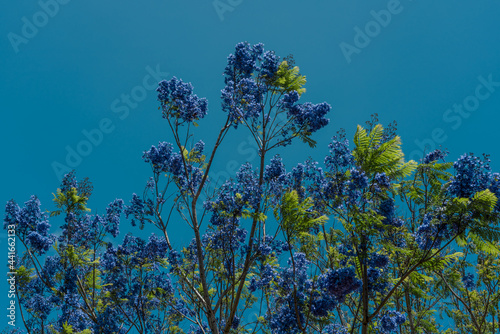 Jacaranda mimosifolia. violet-colored flowers. jacaranda, blue jacaranda, black poui, or fern tree. Green World Coffee Farm，Honolulu, Oahu, Haswaii photo