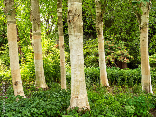 Foto Beautiful white Himalayan birch tree trunks, Betula utilis jacquemontii, catchin