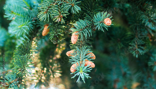 Young fir cones on the fir tree branch growing in spring