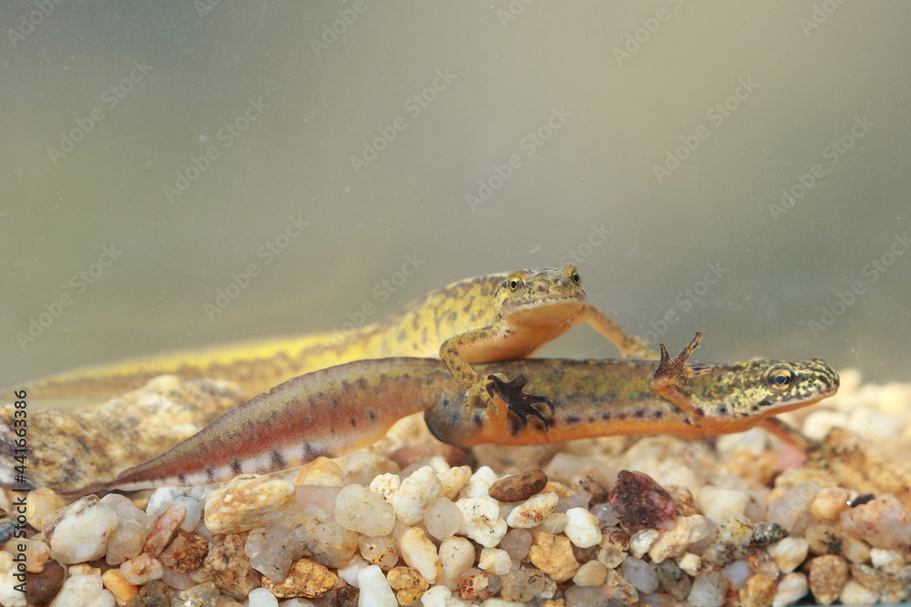 Carpathian newts (Lissotriton montandoni) couple under water during breeding season Carpathian newts (Lissotriton montandoni) couple under water during breeding season