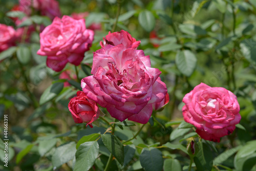 聖火　ピンクのバラ © ogurisu