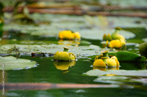 Obraz na plátně Selective focus shot of Yellow Water-lilies, Nuphar lutea