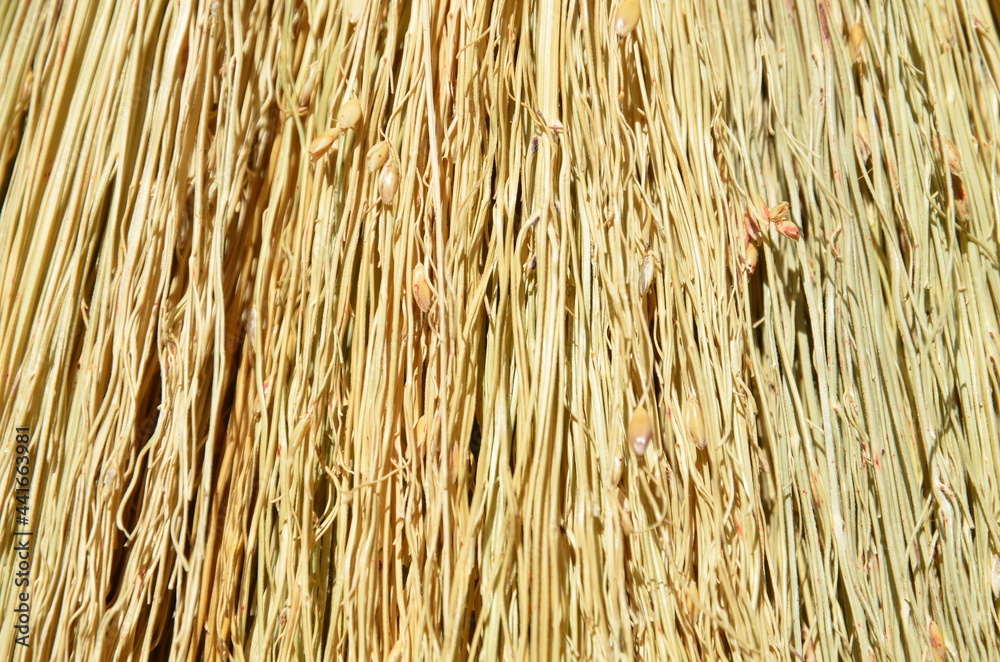 The background consists of the texture of dry yellowed grass. The background consists of the texture of dry yellowed grass.