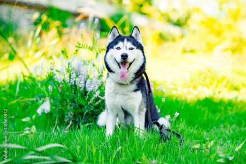 a husky dog is sitting in the park on the green grass with flowers