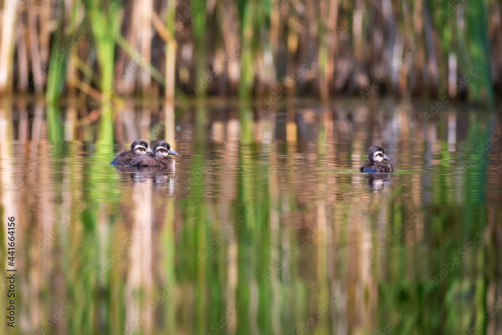 Floating ducklings. Nature background. Duck: White headed Duck. Oxyura leucocephala. Floating ducklings. Nature background. Duck: White headed Duck. Oxyura leucocephala.