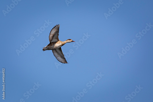 Flying duck. Blue sky background. Duck: Red crested Pochard. Netta rufina.