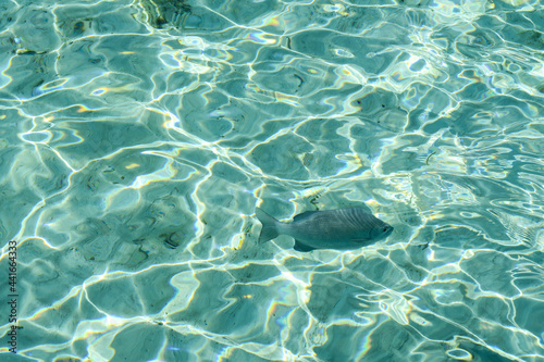 Snub nose rudder fish swimming in shallow water, South Ari Atoll, Maldives