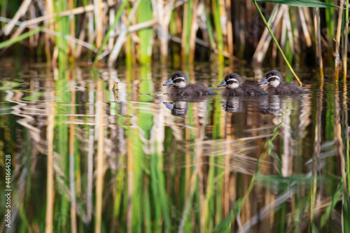 Floating ducklings. Nature background. Duck  White headed Duck. Oxyura leucocephala.