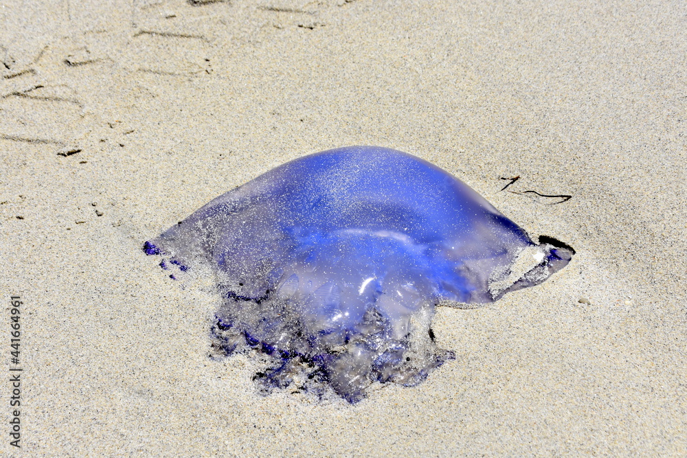 Fototapeta premium Jellyfish, nature, sea, fauna, undersea,