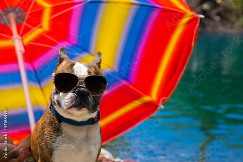 Fototapeta Naklejka Na Ścianę i Meble -  french bulldog on vacation with sunglasses under umbrella on the river bank