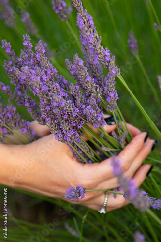 Fototapeta Naklejka Na Ścianę i Meble -  the hands of a person who collects lavender