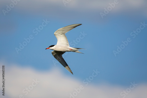 Flying bird. Blue sky background. Bird  Common Tern. Sterna hirundo.