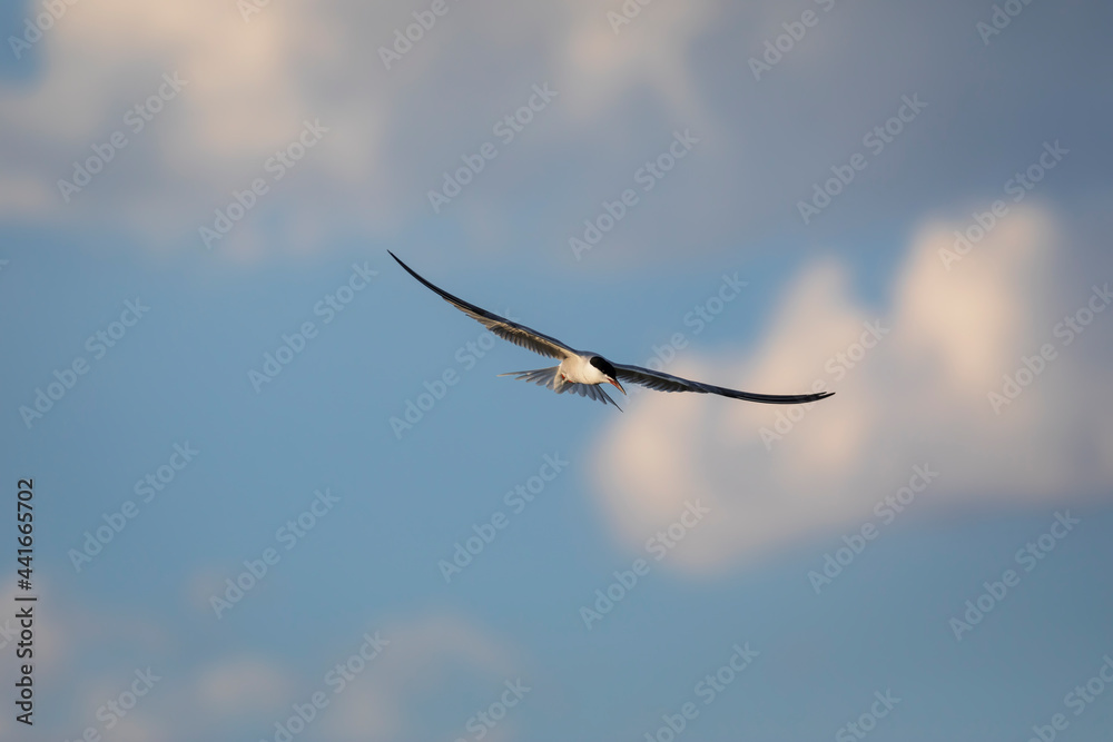Flying bird. Blue sky background. Bird: Common Tern. Sterna hirundo. Flying bird. Blue sky background. Bird: Common Tern. Sterna hirundo.