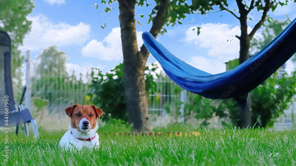pies w ogrodzie, pies i hamak dog and hammock dog in the garden - obrazy, fototapety, plakaty 
