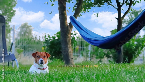 pies w ogrodzie, pies i hamak dog and hammock dog in the garden
