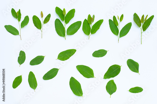 Eucalyptus leaves on white