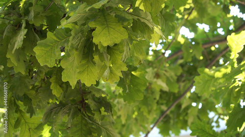 A close-up view of the oak green leaves in a natural environment. The branches of the deciduous tree in a scenic view on a sunny day of the summer season. Beautiful foliage of the oak trees.