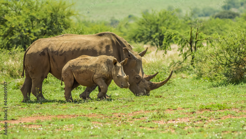 Obraz premium A cute and adorable Rhino calf and mother grazing peacefully in a South African game reserve