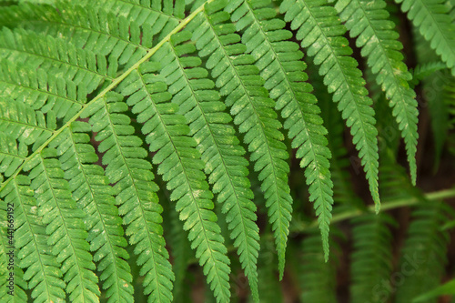 Green leaf of fern plant close up, macro. Natural beautiful green background, texture, pattern