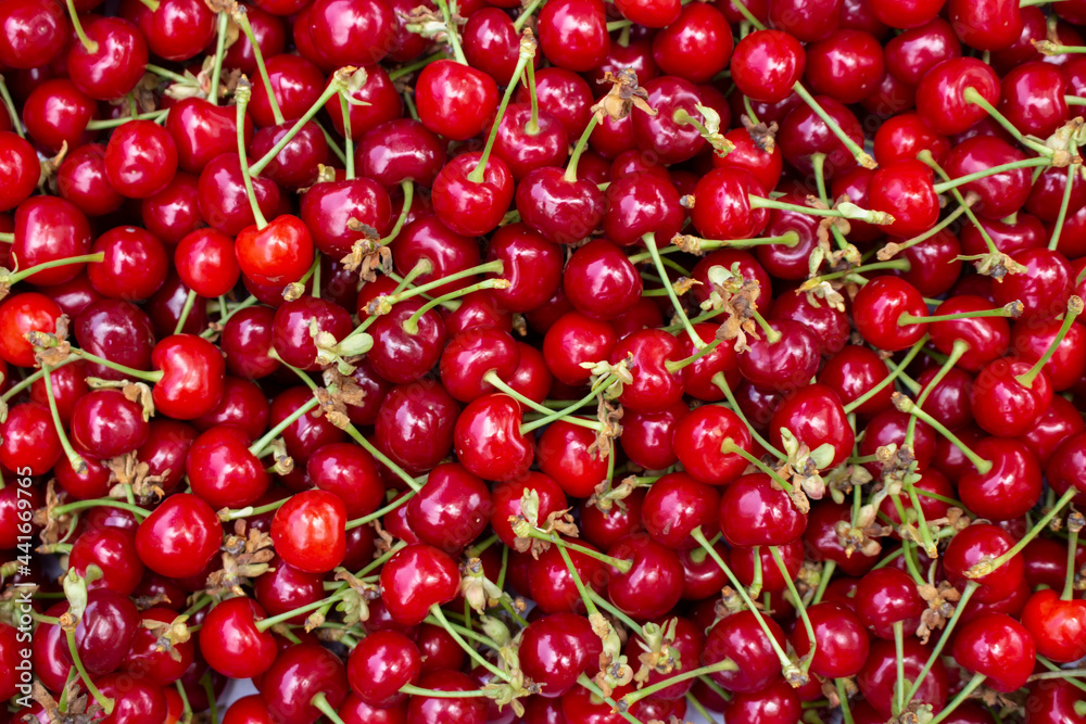 Background of red cherries with tails. Evenly spaced berries, top view. Background of red cherries with tails. Evenly spaced berries, top view.