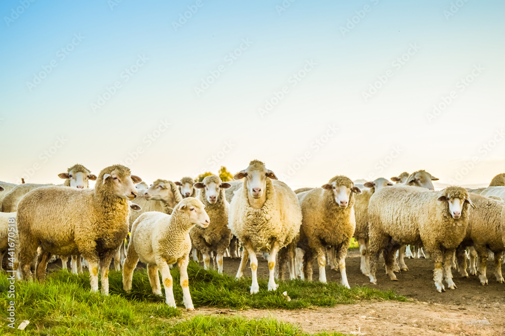 Merino sheep ready to be slaughtered on eid ul adha - obrazy, fototapety, plakaty 
