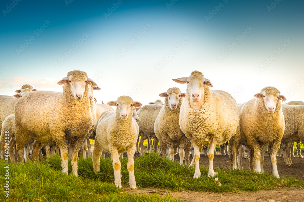 Naklejka premium Cute Merino sheep in a farm pasture land in South Africa