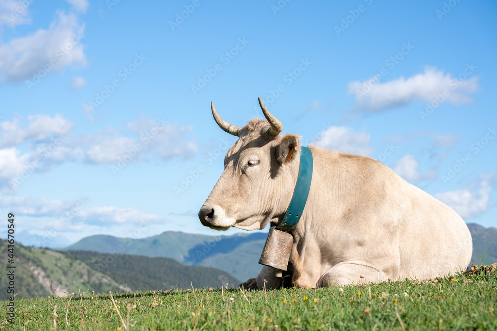 cow on the meadow