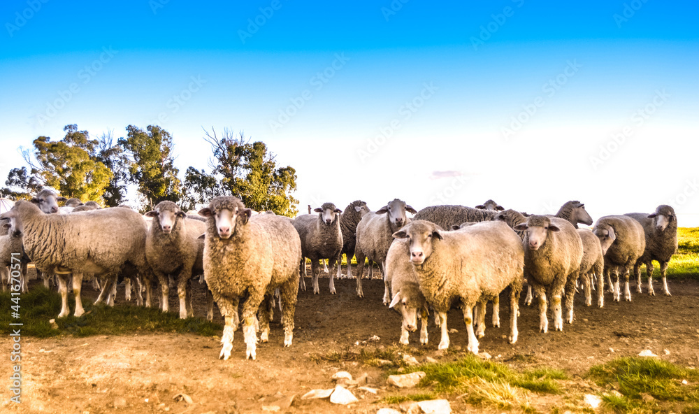 Fototapeta premium Cute Merino sheep ready to be slaughtered for meat during Eid ul Adha