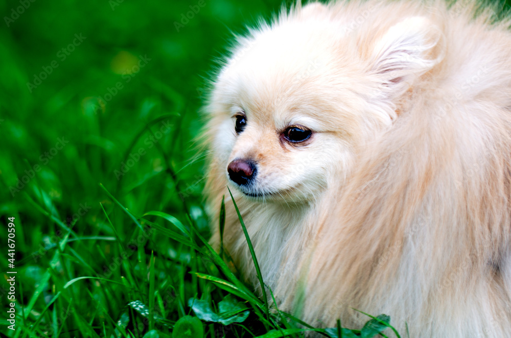Pomeranian spitz dog for a walk in green grass