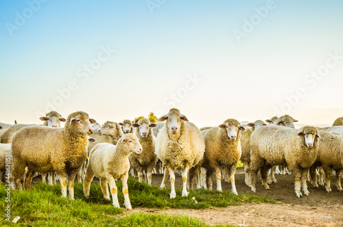 Merino sheep ready to be slaughtered on eid ul adha