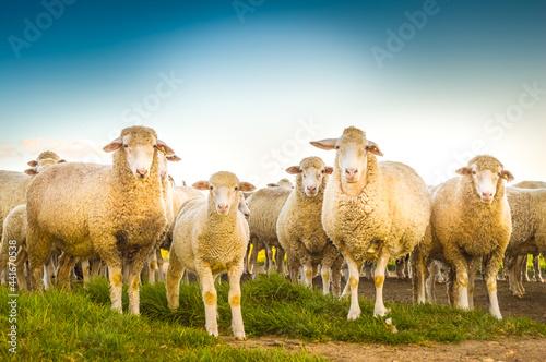 Cute Merino sheep in a farm pasture land in South Africa