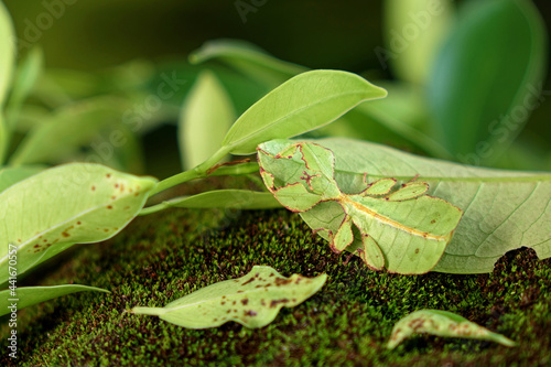 Leaf insect (Phyllium westwoodii), Green leaf insect or Walking leaves are camouflaged to take on the appearance of leaves, rare and protected. Selective focus with blurred green background photo