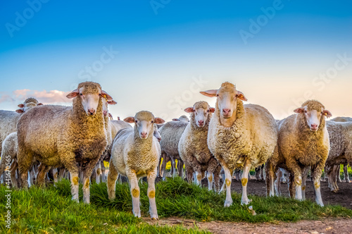 Bilde på lerret Cute Merino sheep ready to be slaughtered for meat during Eid ul Adha