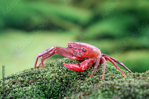 Red land crab (Phricotelphusa limula)(Male), One of world most beautiful fresh water crabs, It’s native only in Phuket island, Thailand. It’s also known as Red ant crabs or waterfalls crab.Very rare