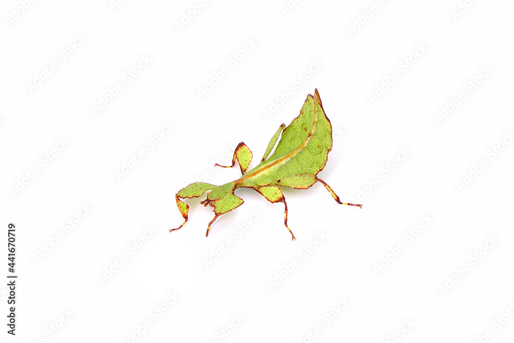 Leaf insect (Phyllium westwoodii) isolated on white background. Green leaf insect or Walking leaves, rare and protected. Leaf insect (Phyllium westwoodii) isolated on white background. Green leaf insect or Walking leaves, rare and protected.