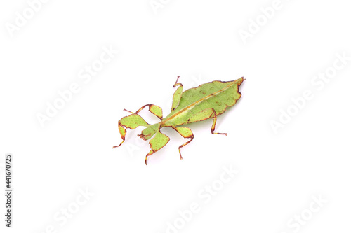 Leaf insect (Phyllium westwoodii) isolated on white background. Green leaf insect or Walking leaves, rare and protected.