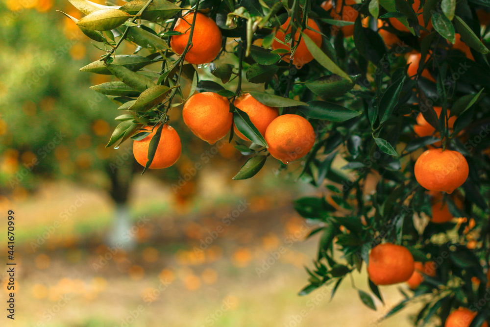 Closeup of ripe mandarin oranges with green leaves hanging on the branch in morning light. Closeup of ripe mandarin oranges with green leaves hanging on the branch in morning light.