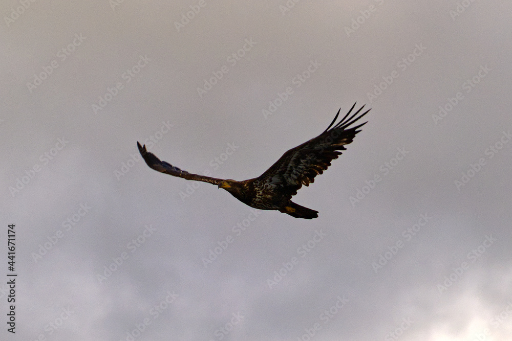 Eagle Flying in the Sky on Vancouver Island in Nanaimo, British Columbia, Canada at Cable Bay Trail. Eagle Flying in the Sky on Vancouver Island in Nanaimo, British Columbia, Canada at Cable Bay Trail.