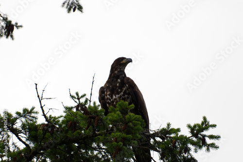 Juvenile Bald Eagle in a Tree on Vancouver Island in Nanaimo, British Columbia, Canada at Neck Point Park.