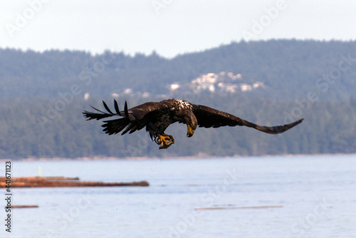 Eagle Flying and Catching Fish on Vancouver Island in Nanaimo, British Columbia, Canada at Cable Bay Trail.