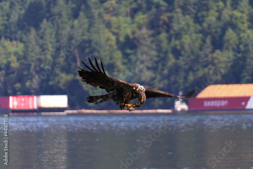 Eagle Flying and Catching Fish on Vancouver Island in Nanaimo, British Columbia, Canada at Cable Bay Trail.