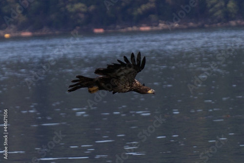 Eagle Flying Above Ocean on Vancouver Island in Nanaimo, British Columbia, Canada at Neck Point Park.