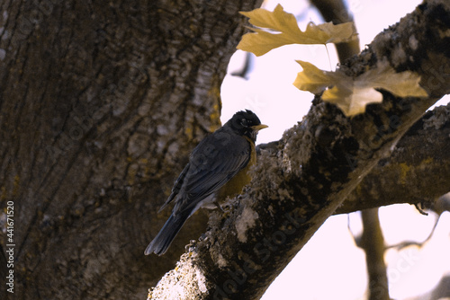 Robin Sitting in A Tree on Vancouver Island in Nanaimo, British Columbia, Canada at Neck Point Park.