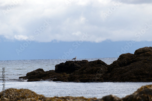 Sea Gull on Rocks at Neck Point Park on Vancouver Island in Nanaimo, British Columbia, Canada.