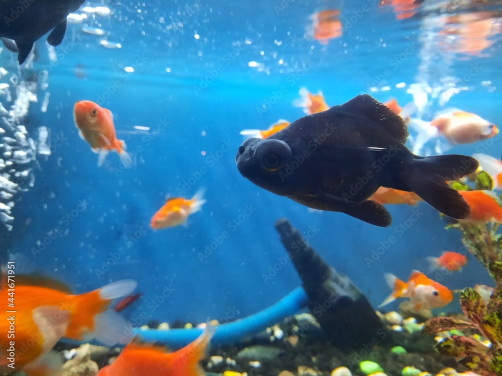 fish in aquarium