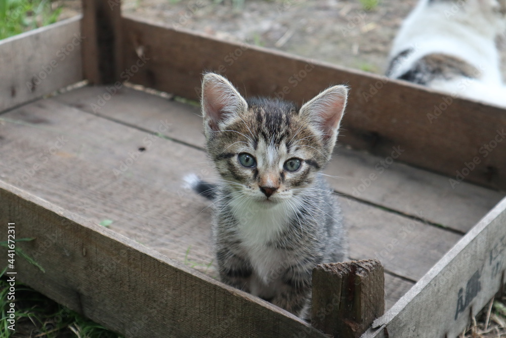 Obraz premium Kitten in a wooden box