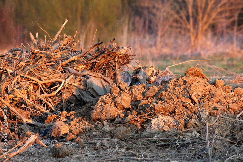 Pile of tree branches and tree roots mixed with tree stumps and dry soil left at local construction site at sunset with dense trees in background on warm sunny spring day Pile of tree branches and tree roots mixed with tree stumps and dry soil left at local construction site at sunset with dense trees in background on warm sunny spring day