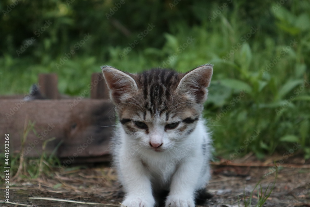 Sleepy kitten